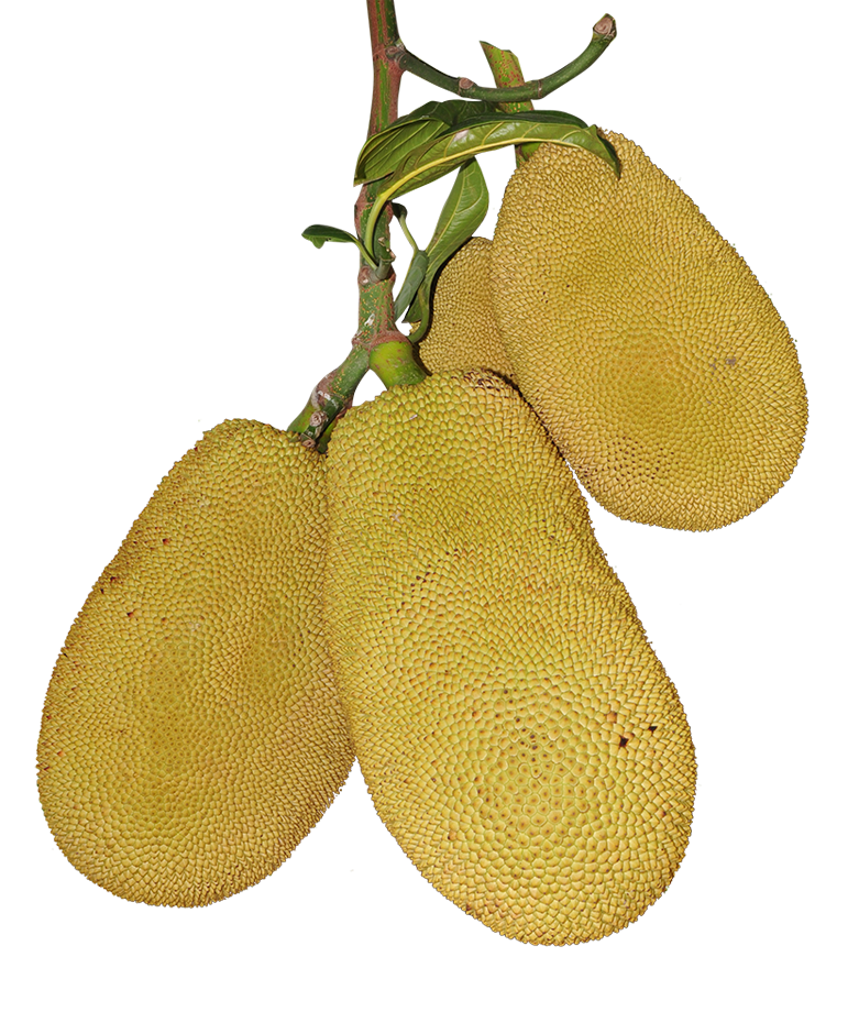 Jack fruit image, Jack fruit png, Jack fruit png image, Jack fruit transparent png image, Jack fruit png full hd images download